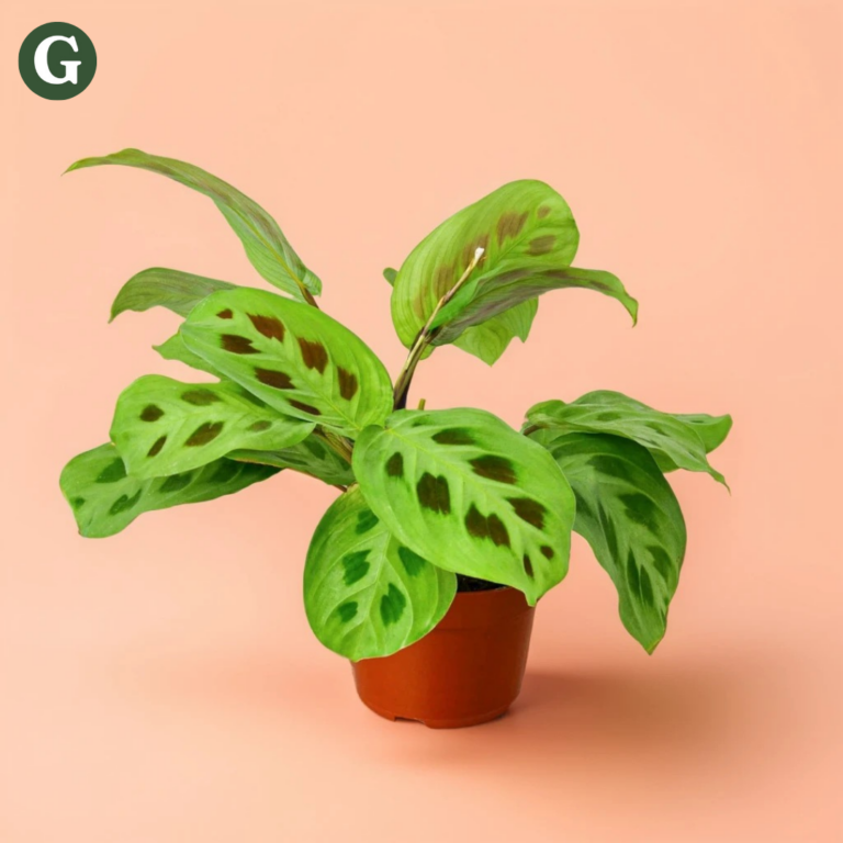 A striking Maranta plant, also known as a prayer plant, displayed in an orange pot against a soft peach background. The plant's broad green leaves feature unique dark green and brown patterns, illustrating its lively and decorative nature, perfect for enhancing indoor greenery.