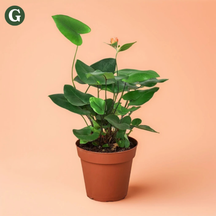 Lush potted Anthurium plant with vibrant green leaves and a single peach blossom, placed against a soft peach background, representing Greenery's eco-friendly plant collection.