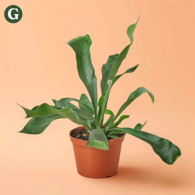 Staghorn fern plant in a brown pot against a peach background, featuring large, green, antler-shaped leaves, ideal for indoor greenery in home decor.