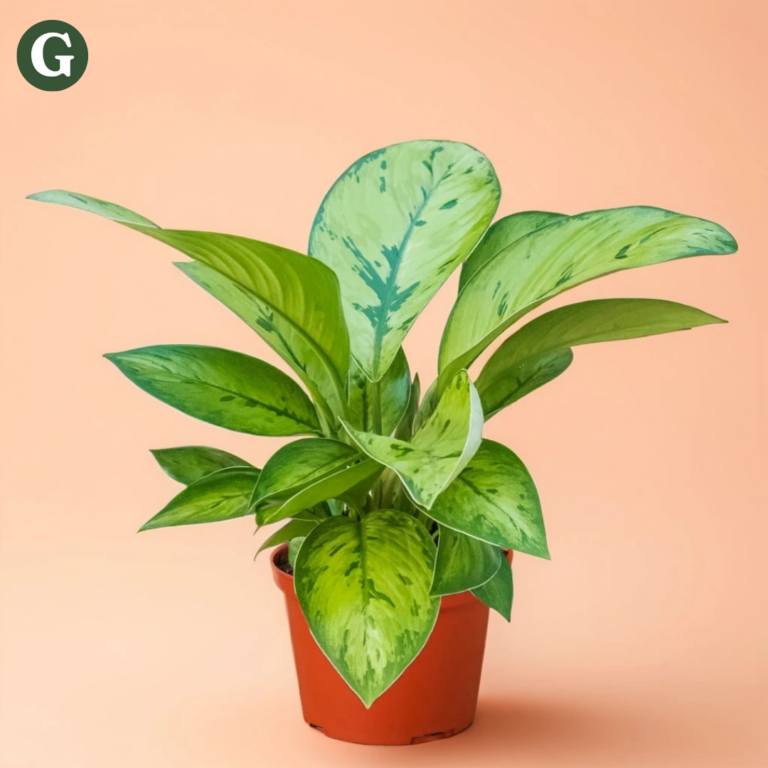 A lush Dieffenbachia plant with variegated green leaves in a terracotta pot against a peach-colored background, showcasing its vibrant foliage.