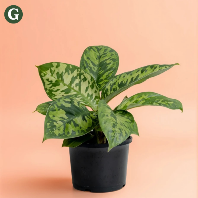 A vibrant Aglaonema plant with large, speckled green leaves in a black pot, set against a soft peach background, perfect for enhancing indoor greenery and decor.