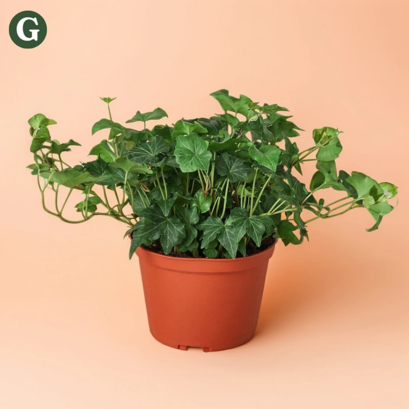 Lush green ivy plant in a terracotta pot against a pale peach background, ideal for indoor greenery and home decor.