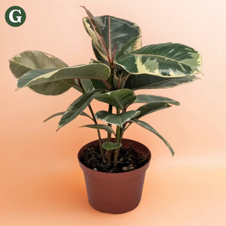 A variegated rubber plant with broad green and cream leaves in a brown pot against a soft peach background, ideal for enhancing indoor spaces with greenery.