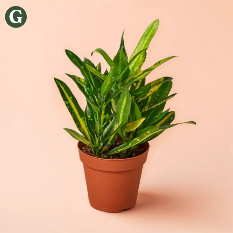 Vibrant green indoor plant with glossy leaves in a terracotta pot against a soft peach background, showcasing Greenery's lush plant range.