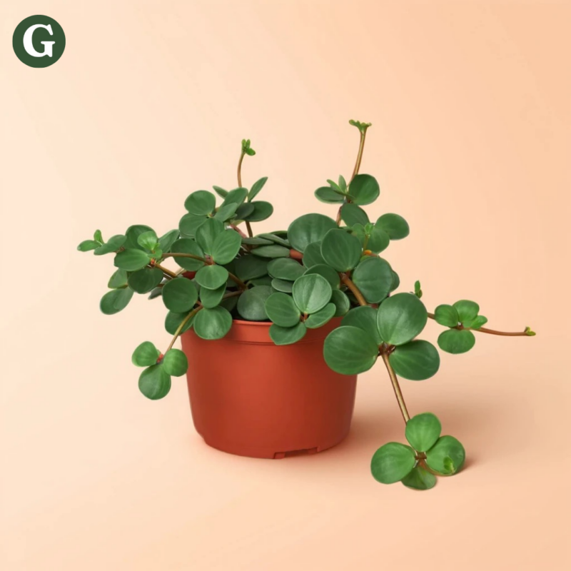 A vibrant Peperomia plant with glossy, round leaves in a terracotta pot against a soft peach background, enhancing the indoor garden aesthetic for Greenery.