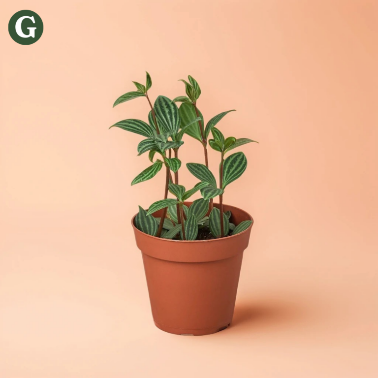 Striped baby rubber plant in a terracotta pot against a peach background, showcasing vibrant green leaves with white stripes, perfect for indoor greenery decor.