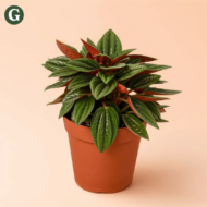 A vibrant Peperomia plant with lush, green leaves accented by red stems, potted in a terracotta container, set against a soft peach background, perfect for indoor greening by Greenery brand.