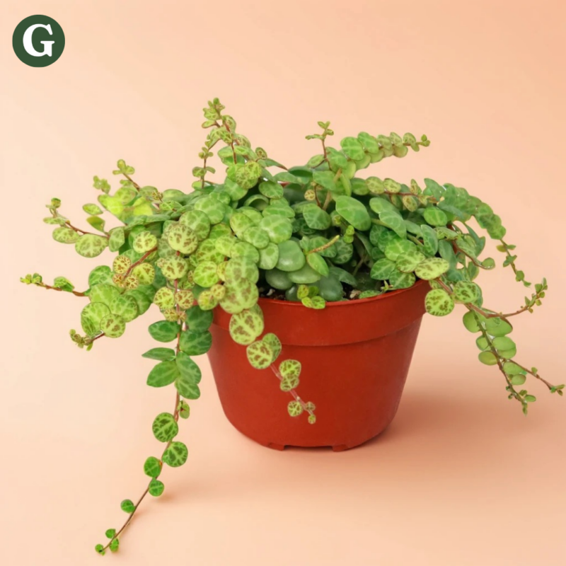 A Peperomia plant with vibrant green and speckled leaves trailing over the edges of a terracotta pot, set against a soft peach background, perfect for indoor gardening enthusiasts.