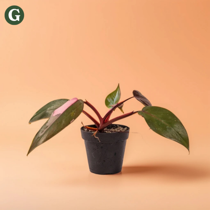A potted Pink Princess Philodendron with unique pink and green variegated leaves, featured against a peach background, ideal for indoor plant enthusiasts looking to add a splash of color to their home decor.