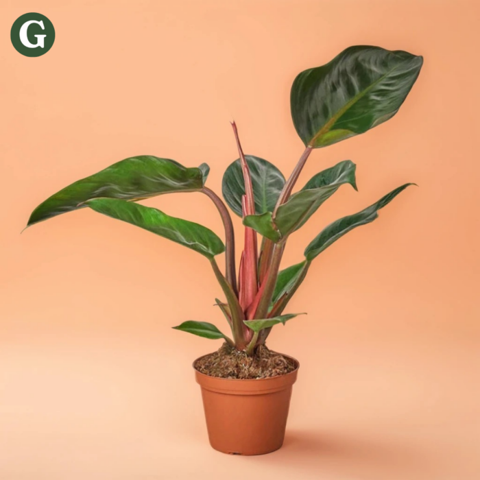 Philodendron plant with large, glossy green leaves and red stems in a terracotta pot against a peach background, promoting Greenery's indoor plant collection.