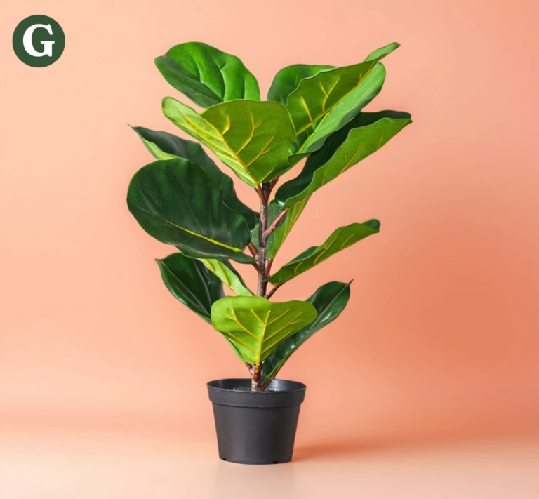 Vibrant fiddle leaf fig in a black pot against a peach background, showcasing large green leaves, ideal for adding a touch of Greenery to home decor.