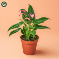 Potted Anthurium plant with vibrant pink blossoms and glossy green leaves against a pastel peach background, promoting the lush beauty of indoor greenery.