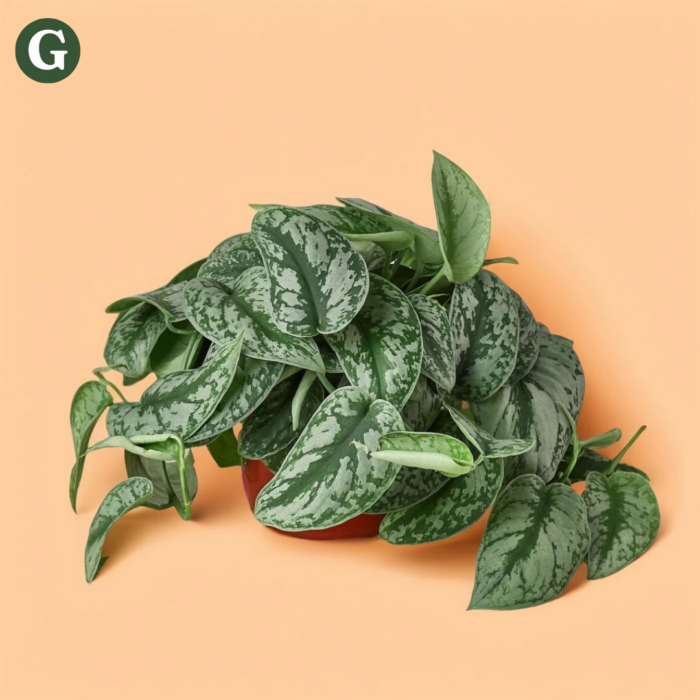 A lush Scindapsus plant with green and silver variegated leaves spilling over a red pot against a soft peach background, showcasing vibrant indoor greenery.