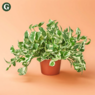 Variegated pothos plant with lush green and white leaves in a terracotta pot, set against a peach background, perfect for indoor home decor.