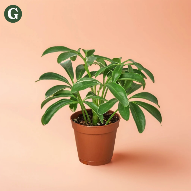 Vibrant Schefflera plant in a brown pot against a peach background, representing Greenery's commitment to indoor botanical beauty.