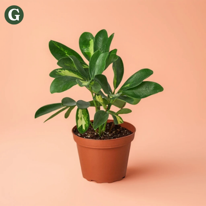 Variegated indoor plant with broad green leaves in a brown pot against a peach background, promoting sustainable home greenery.