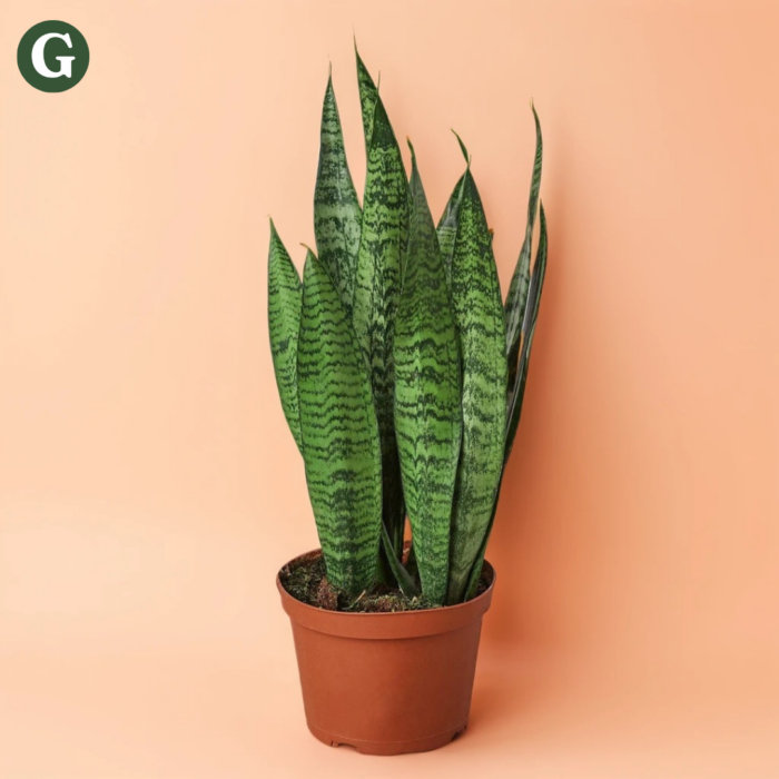 Sansevieria plant with vibrant green, variegated leaves in a terracotta pot against a peach background, representing the Greenery brand's focus on indoor plants and home decor.