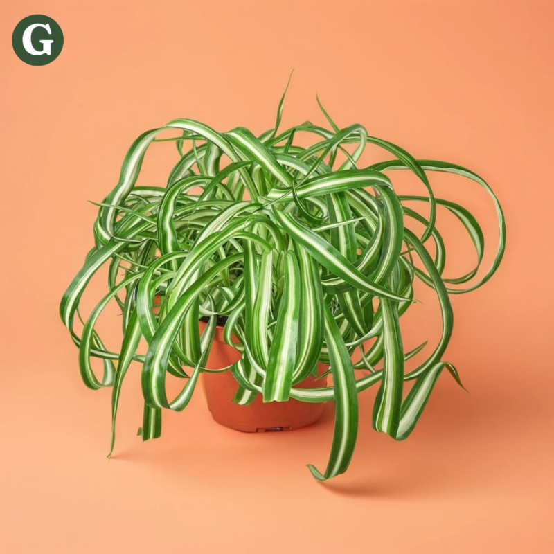 A lush spider plant with long, arching green leaves intermingled with white stripes, set in a small terracotta pot against a vibrant orange background, highlighting indoor houseplant care.