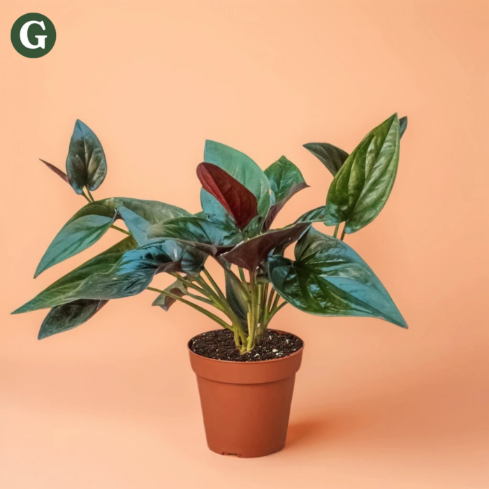 Tropical Anthurium plant with glossy, dark green leaves in a terracotta pot against a peach background, showcasing vibrant home greenery.