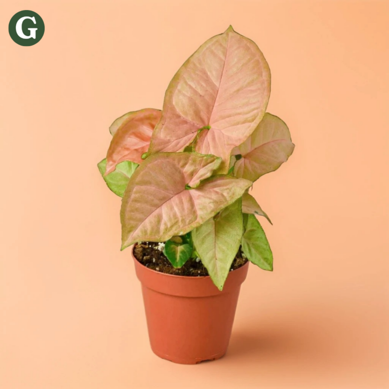 Syngonium plant with pink and green arrowhead-shaped leaves in a terracotta pot, set against a peach background, highlighting its elegant foliage for indoor decor.