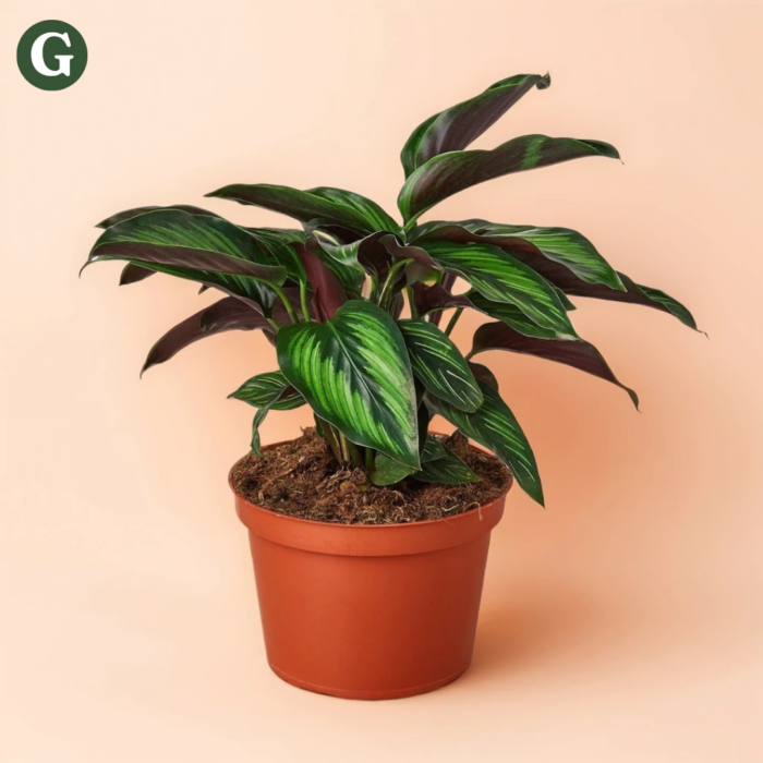 A lush Calathea plant with vibrant green leaves featuring contrasting dark purple undersides, housed in a terracotta pot on a light peach background, symbolizing diverse plant care by Greenery.