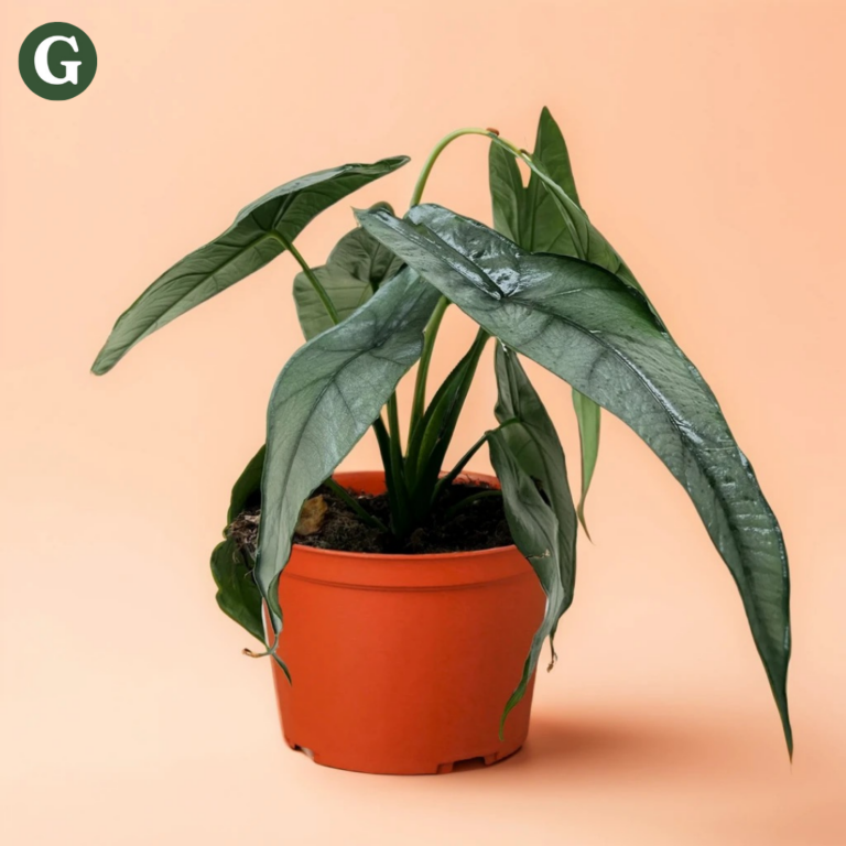 A lush green indoor plant in a terracotta pot with long, dark green leaves stands against a soft peach background, representing the Greenery brand's focus on houseplants.