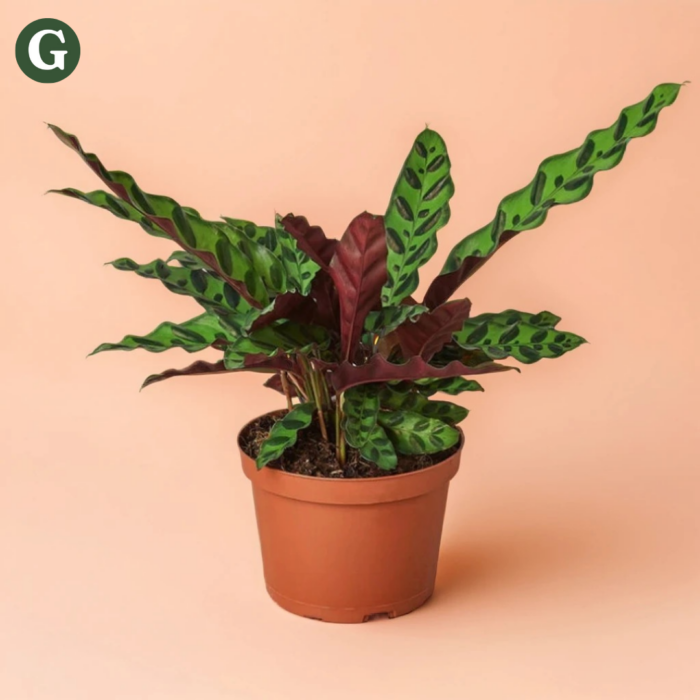 Calathea lancifolia, also known as Rattlesnake Plant, with its wavy green leaves featuring dark spots, displayed in a simple terracotta pot against a peach background, showcasing its vibrant indoor foliage appeal for houseplant enthusiasts.