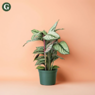 A Calathea plant with striking striped leaves in a green pot against a peach background, representing Greenery's indoor plant collection. Keyword: "indoor plant."