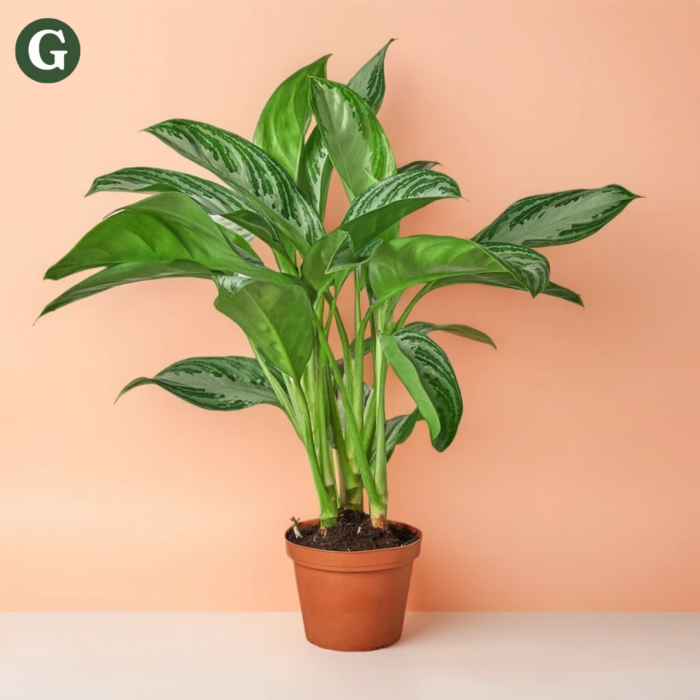 A lush Chinese Evergreen plant with vibrant green leaves in a terracotta pot, set against a soft peach background, demonstrating the appeal of indoor plant care for home decor enthusiasts.