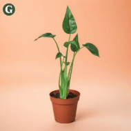 A tall green leafy plant in a brown pot against a peach background, showcasing Greenery's modern plant decor style.