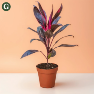 A vibrant Cordyline with striking pink and purple leaves sits in a terracotta pot against a soft peach background, embodying modern indoor plant decoration for minimalistic spaces.