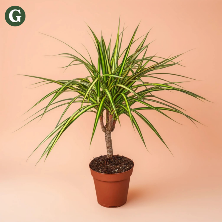 Dracaena plant with vibrant green leaves in a terracotta pot, set against a peach-colored background, showcasing Greenery's indoor plant collection.
