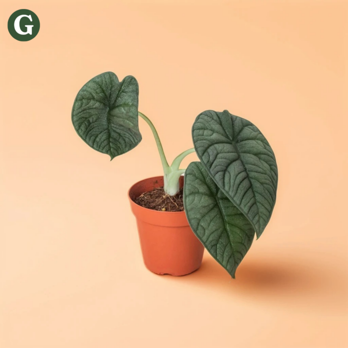 Alocasia plant with large, dark green heart-shaped leaves in an orange pot, set against a peach background; part of Greenery's plant collection.