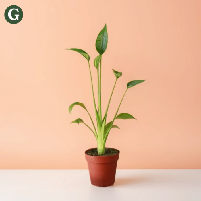 A tall green leafy plant in a brown pot against a peach background, showcasing Greenery's modern plant decor style.