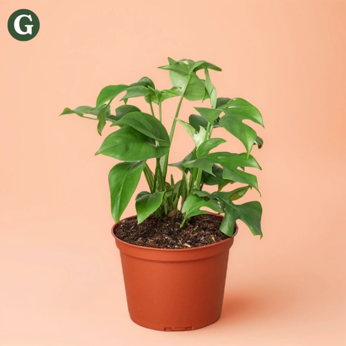 Vibrant green pothos plant in a brown pot set against a peach background, showcasing its lush foliage and healthy growth, perfect for adding greenery to indoor spaces.
