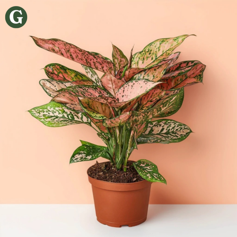 Potted plant with pink and green variegated leaves on a white surface, peach background.