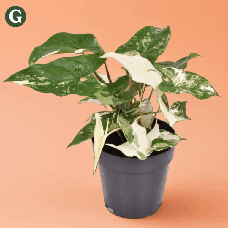 a greened white sygonium variegated Albo houseplants that is perfect for indoor and indoor gardens.