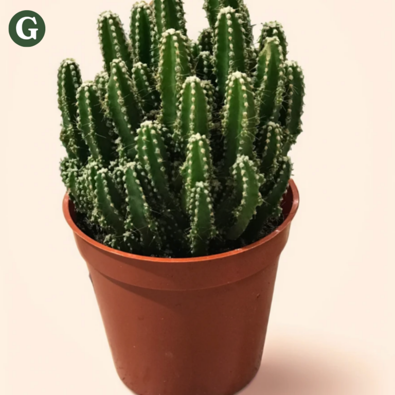 Fairy Castle Cactus houseplant with clustered, spiky green stems forming a castle-like shape, adding unique vertical greenery indoors.