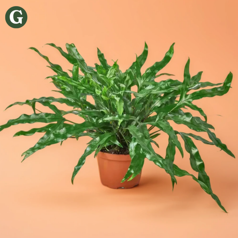 Kangaroo paw fern houseplant with glossy, irregularly shaped greenery resembling paws, adding bold texture and lushness indoors.