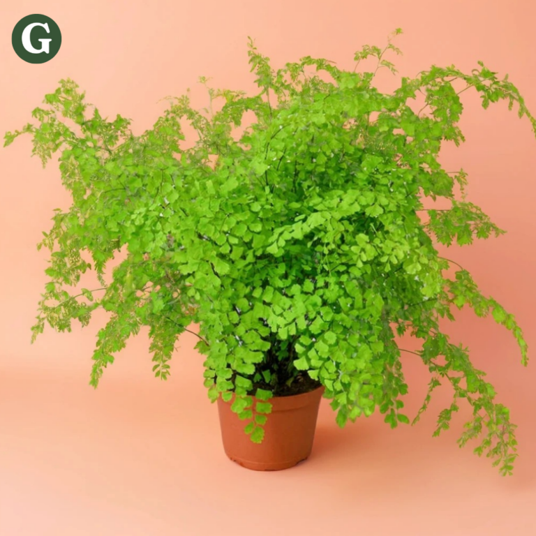 Delicate maidenhair fern houseplant with soft, lacy greenery and thin black stems creating elegant indoor foliage.