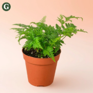 Rabbit's foot fern houseplant with soft, feathery greenery and fuzzy rhizomes trailing over the pot’s edge.