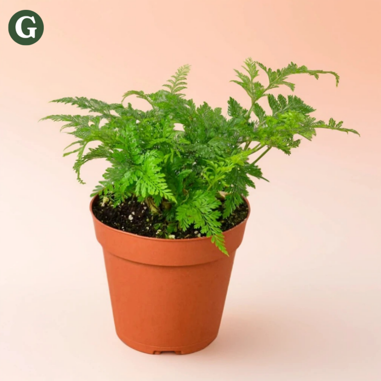 Rabbit's foot fern houseplant with soft, feathery greenery and fuzzy rhizomes trailing over the pot’s edge.