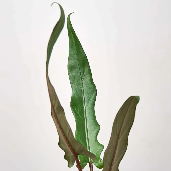 Alocasia-purple-sword-greenery-houseplants